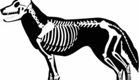 Dash-Designs: Animal Bone Structure