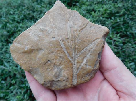 Cretaceous Chert Fossils From Texas Member Collections The Fossil Forum