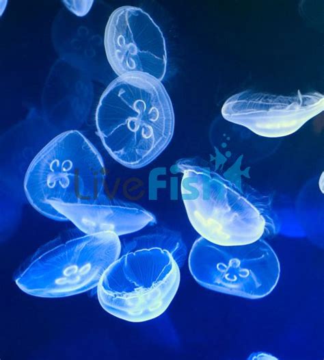 Moon Jellyfish Pet