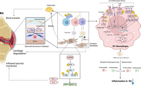 Frontiers Macrophage Polarization In Rheumatoid Arthritis Signaling