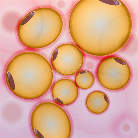 Tessuto Adiposo Le Cellule Grasse Adipocytes Vector Lillustrazione