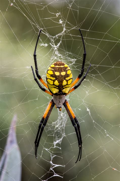 Yellow Garden Spider Dangerous Argiope Aurantia Black And Yellow