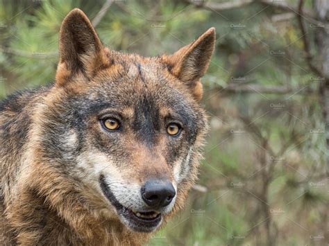Iberian Wolf Portrait Containing Wolf Wildlife And Iberian Animal