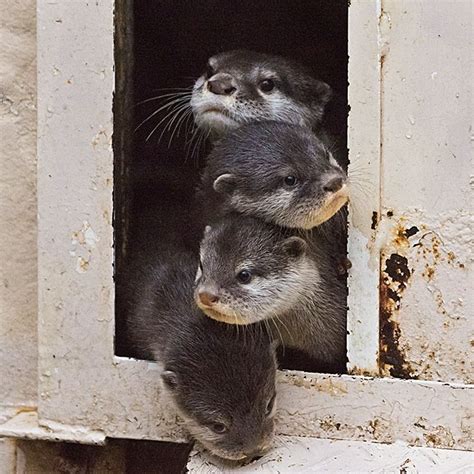 Curious Otter Pile Up — The Daily Otter Otters Cute Otters Baby Animals