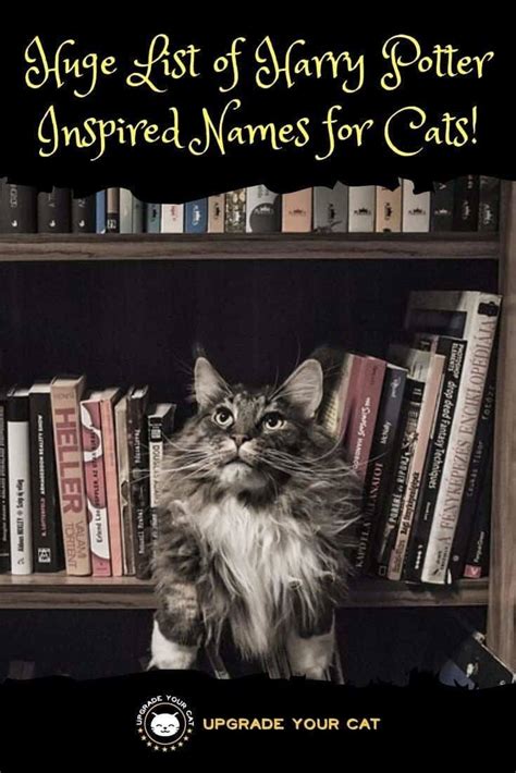 Grey cats come in all different shades. 100+ Magical Harry Potter Cat Names! - Upgrade Your Cat