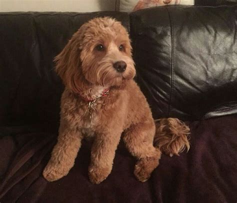 My Arthur Month Old Cockapoo After His First Big Boy Haircut