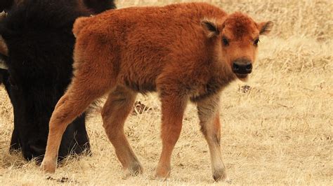 Watch — Baby Bison Sets Record And Not Just For Cuteness Video