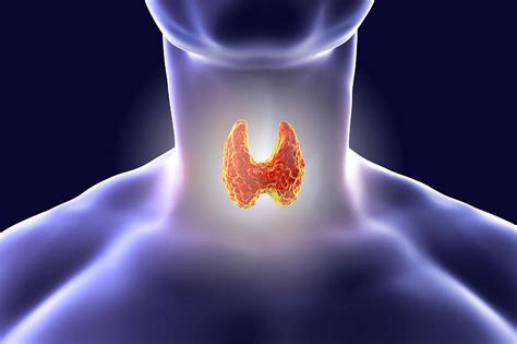 Thyroid Gland Photograph By Kateryna Konscience Photo Library Pixels