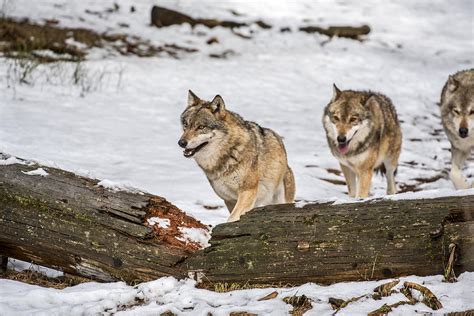 Grey Wolf Pack Hunting