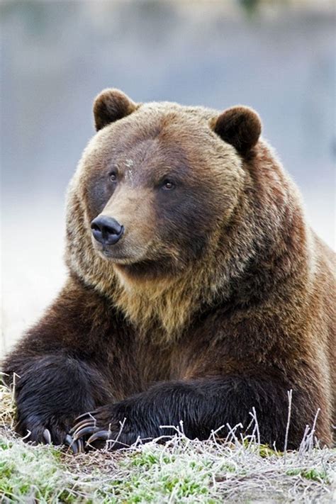 Grizzly Bear Portrait On A Frosty Morning By Gary Lackie Grizzly