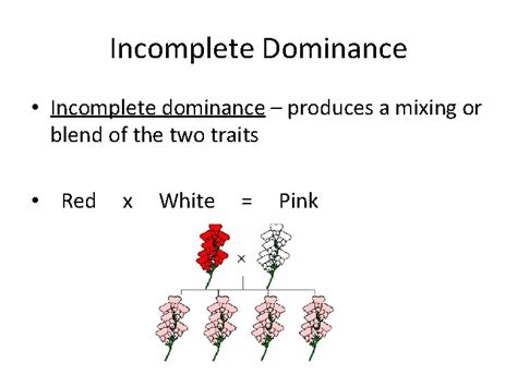 But before we proceed to the consideration of this example is necessary to define some concepts. Codomiance In Genetics Refers To: : Codominance Biology Notes For Igcse 2014 : Individuals ...