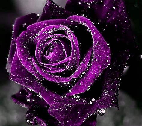 Purple Rose Mit Bildern Rosentapete Schöne Rose Lila Rosen