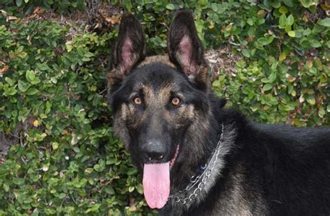 Bravo - German Shepherd Rescue of Orange County