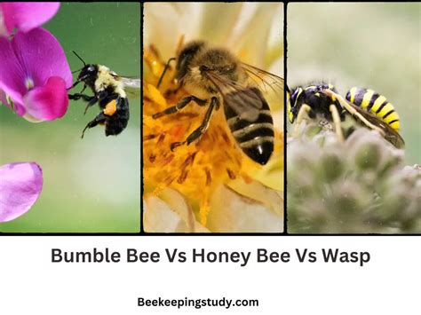A Comparison Of Bumblebee Vs Honey Bee Vs Wasp Beekeepingstudy