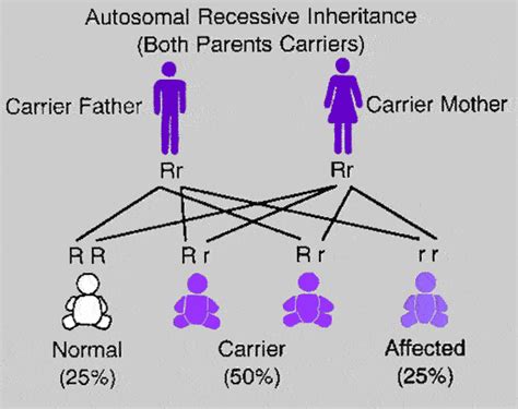 Mendelian Inheritance Basis Of Genetics Epomedicine