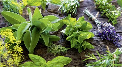 14 Medicinal Plants You Can Easily Grow In Your Garden Greenthumbblog