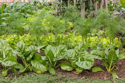 Leafy Vegetables In Organic Garden Stock Image Image Of Vegetable