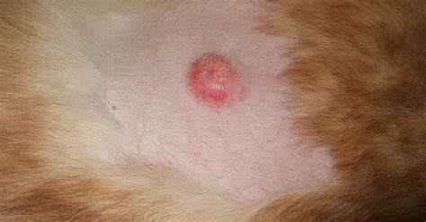 Dog Skin Cancer Lesions