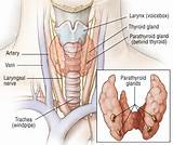 Mayo Clinic Parathyroid Surgery Pictures