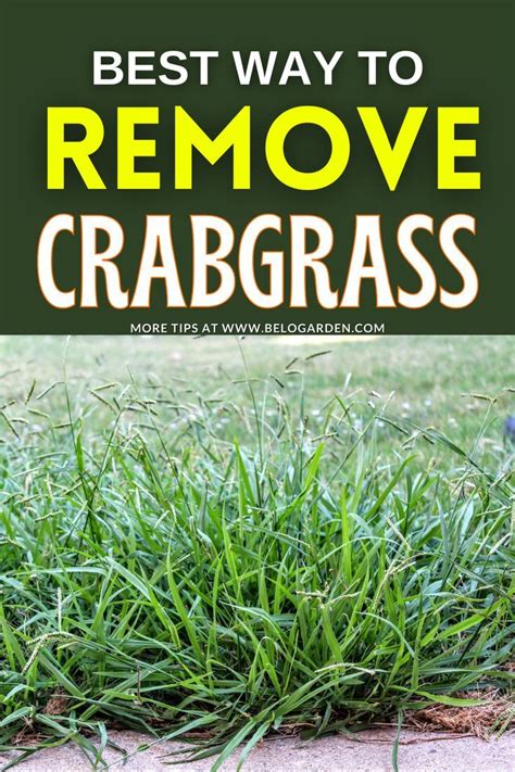 Bermuda Grass Vs Crabgrass Differences And Elimination Techniques For A