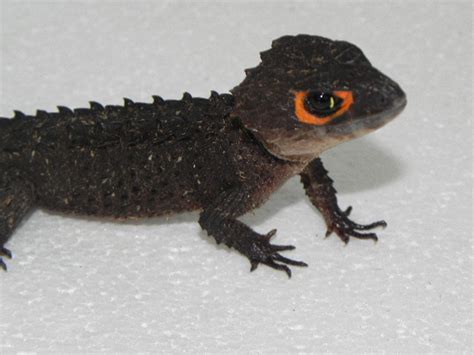 Northern Blue Tongue Skinks Snakes At Sunset