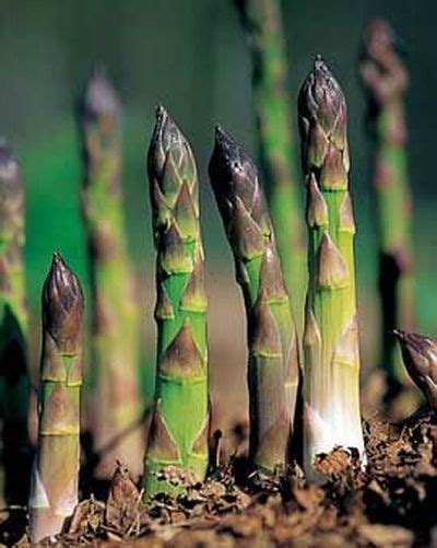Put a shovel of compost every 18 inches (46 cm). How to Grow Asparagus - Planting Asparagus | Growing ...