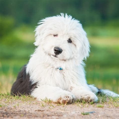 5 Facts About Old English Sheepdogs Greenfield Puppies