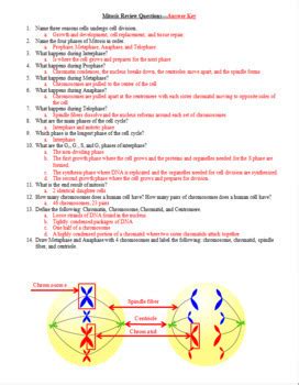In this example, multiply 2. Cell Division: Mitosis Test, Review Questions, and Answer ...
