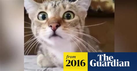 Viral Video Cat Watches Horror Movie James Corden And Cyndi Lauper
