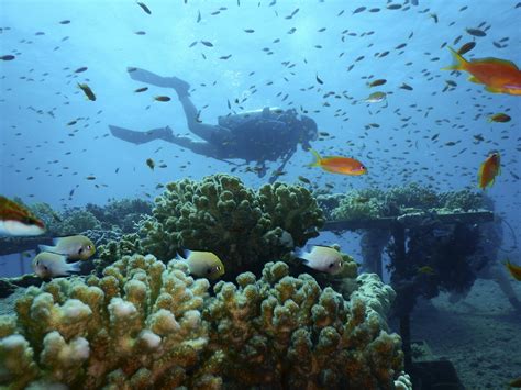 Northern Red Sea Coral Reefs May Be Able To Survive A Hot