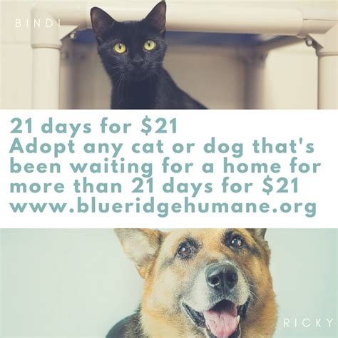 21 Days For 21 Adoption Special Blue Ridge Humane Society