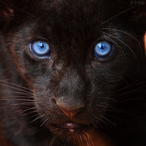 Blue Eyed Panther Animals Pinterest Blue And Panthers
