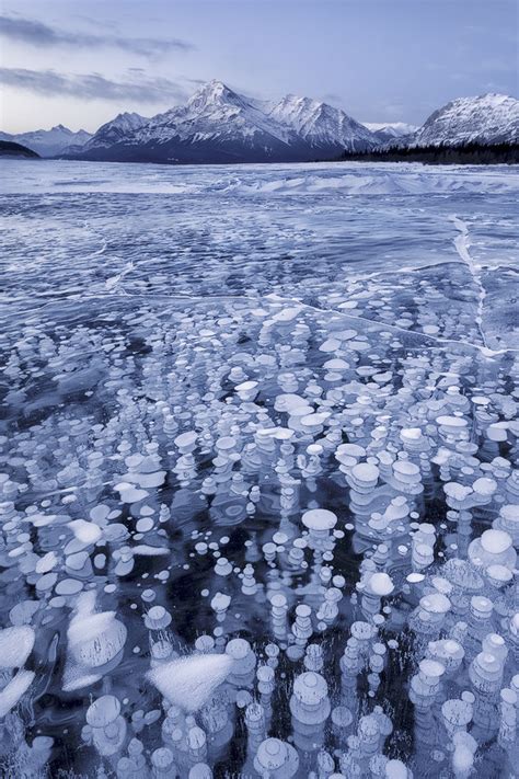 Frozen Bubbles Suspended Below Abraham Lake Western Alberta Canada