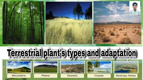 Adaptation In Different Types Of Terrestrial Plants For Class 4 And 6