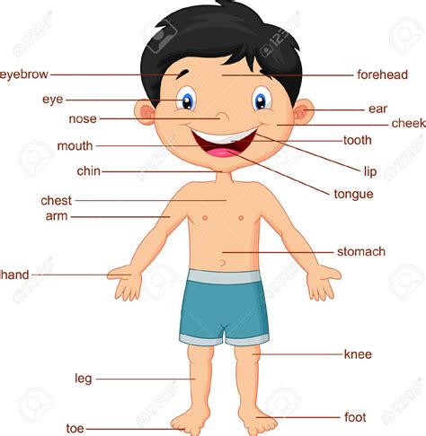 Inside the human body human body silhouette human body anatomy human body guide for kids human body introduction to the human body body human. Body Clipart | Clipart Panda - Free Clipart Images