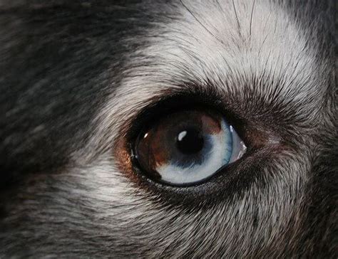 When do puppies eyes change colour? Eye Color Variations & Common Eye Diseases