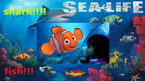 Legoland California Sea Life Aquarium Sting Ray Youtube