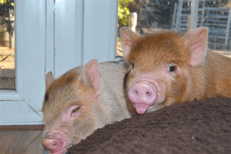 Miniature Pigs As Pets Commonly Asked Questions Part 1 The Pig Father