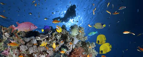 Scuba Diving Sharm El Sheikh Luxor And Aswan Travel