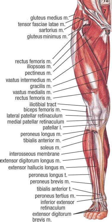 Lower Muscle Anatomy Sports Massage Therapy