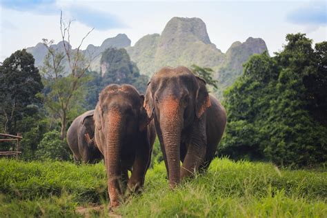 Asian Elephant In The Jungle On A Tour Khao Sok National Park Thailand