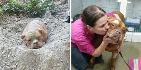 Dog Found Buried Alive Defies Her Abuser By Making Full Recovery The Dodo