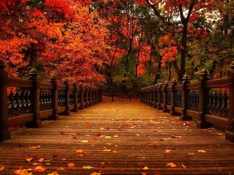 Fall Backgrounds Bridge