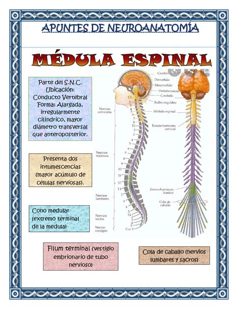 Apuntes Médula Espinal Apuntes De Neuroanatomía Docsity