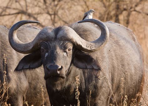 10 Most Dangerous Animals In Africa