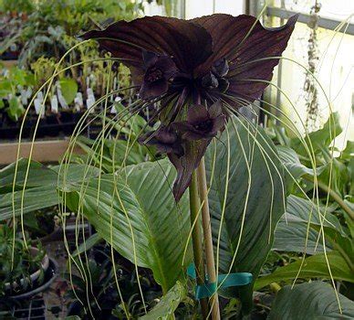Black bat flower, the most common type of tacca chantieri that can be easily found and grown indoor or outdoor. Rare Black Haunting Bat Plant - Tacca - Exotic Houseplant ...