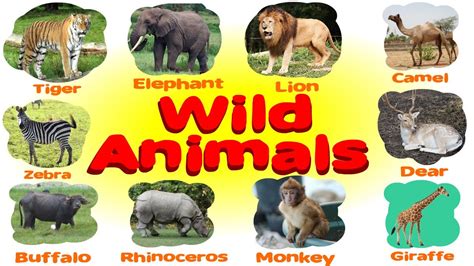 Learn Wild Animals Name And Pictures For Nursery Class Pre School