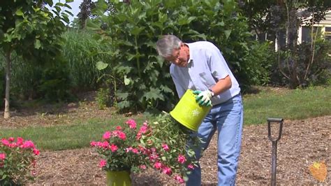 Maybe you would like to learn more about one of these? How to Plant Knockout Roses by Brighter Blooms Nursery ...
