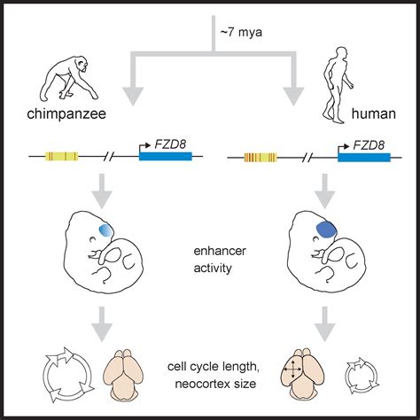 Genetic Basis For Brain Evolution The Silver Lab