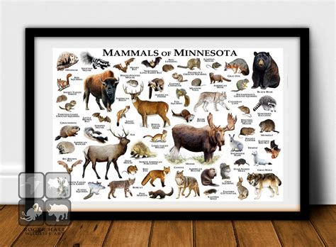 Mammals Of Minnesota Poster Print Minnesota Mammals Field Etsy